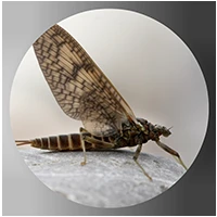 Mayfly