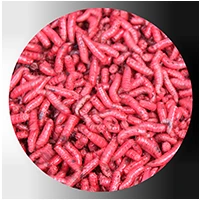 Pink maggots