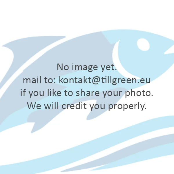 Wels Catfish image 2