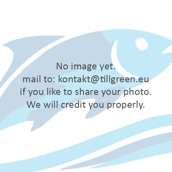 Three-spined stickleback image 3